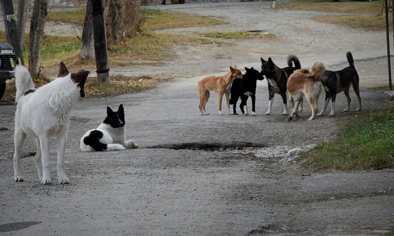 Об организации отлова животных без владельцев на территории Кировской области.